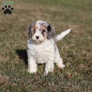 Frosty, Cavapoo Puppy